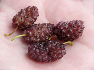 maulbeeren