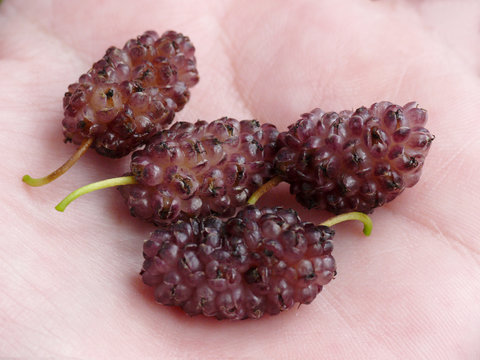 maulbeeren