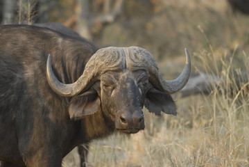 African Buffalo
