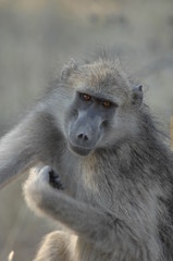 Chacma Baboon