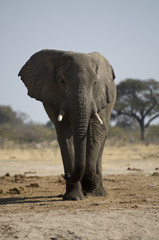 Fototapeta na wymiar African Elephant walking 