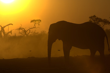 Naklejka na ściany i meble Słoń afrykański o wschodzie słońca
