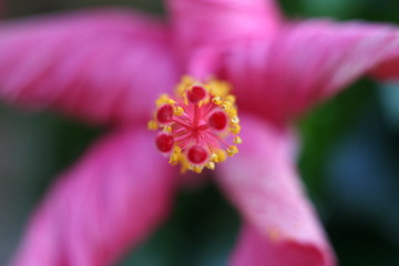 Obraz premium Etoile