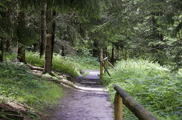 Footpath in forest
