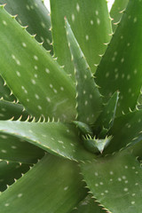 aloe