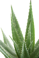 aloe