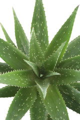 aloe