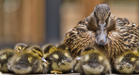 Momma Duck and Chicks