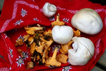 raccolto di funghi