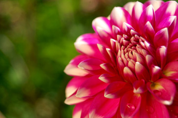 colorful dahlia in bloom