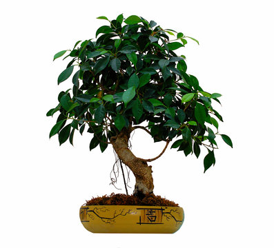 bonsai