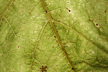 vine leaf