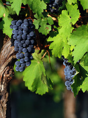 Italian vineyard - 4311870