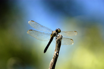 Dragonfly