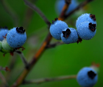 Wild Blueberries (Vaccinium Myrtilloides)