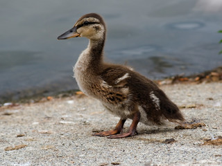 Baby Canada Goose