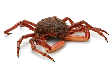 Zelfklevend Fotobehang crabe araignée isolée sur fond blanc © Olivier Le Moal