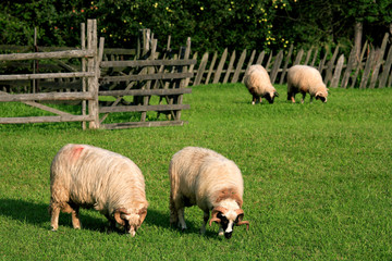 Naklejka premium Feeding sheeps