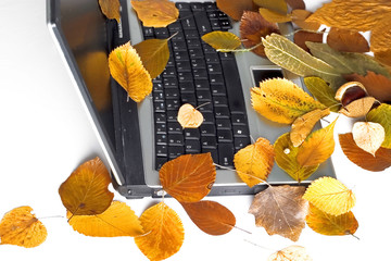 Autumn laptop