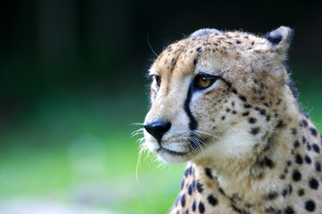 King Cheetah