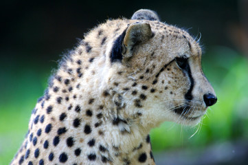 King Cheetah