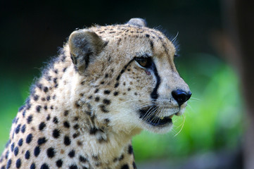 King Cheetah