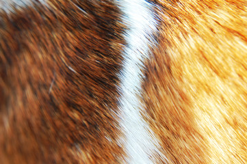 fur background texture