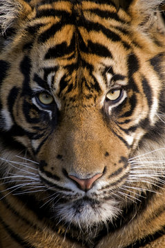 Amur Tiger (Panthera tigris altaica) - portrait orientation