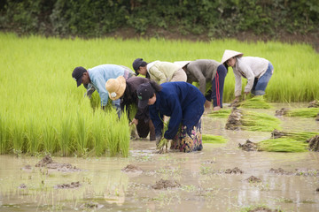 Arbeit am Reisfeld, Laos