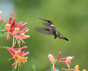 Hummingbird and Honeysuckle