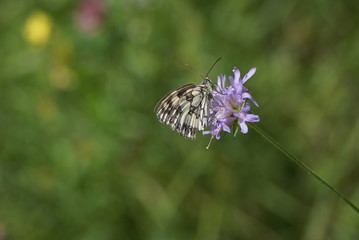 SONY DSC
