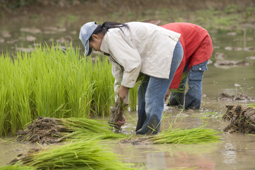 Arbeit am Reisfeld, Laos