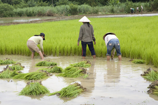 Arbeit am Reisfeld, Laos