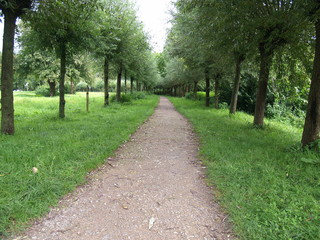 Baumbepflanzter Weg - Allee - Baumweg
