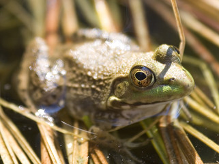 frog