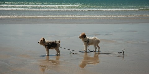 chiens de plage