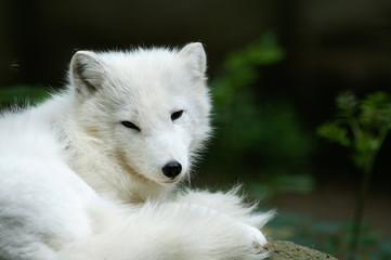 polarfuchs