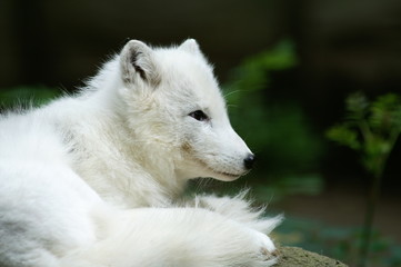 polarfuchs