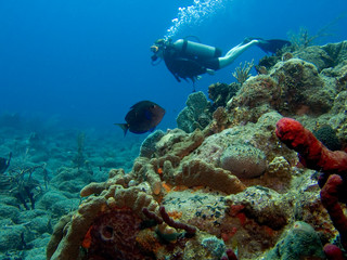 Naklejka na ściany i meble Diver na rafie koralowej