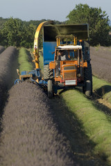 récolte des lavandins à la machine