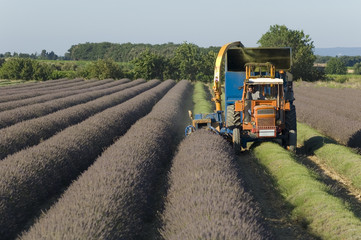 r&eacute;colte des lavandins &agrave; la machine