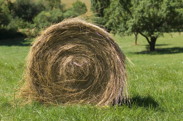 récolte des fourrages