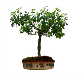 bonsai