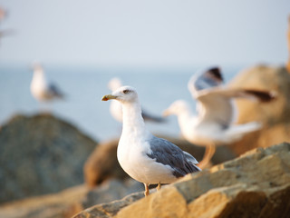 sea gull