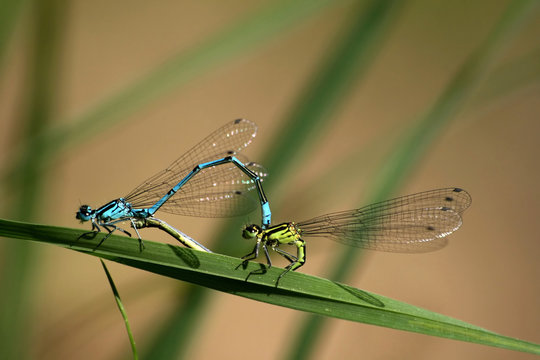 Copulation of dragonfly Coenagrion puella