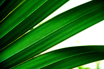 Palm Frond