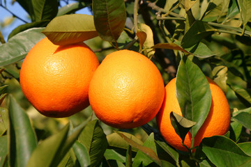 Orangentrio