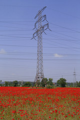 Poppy field and electricity