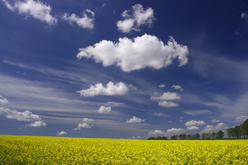 Rape field and white clouds