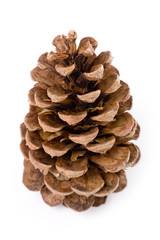 Pine Cone 